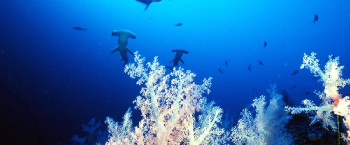 Ecuador seized around 200000 shark fins