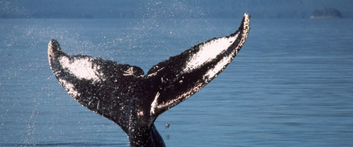 Quel symbole ! En pleine conférence sur l’avenir durable de notre Planète, le Japon annonce la reprise de sa chasse baleinière !