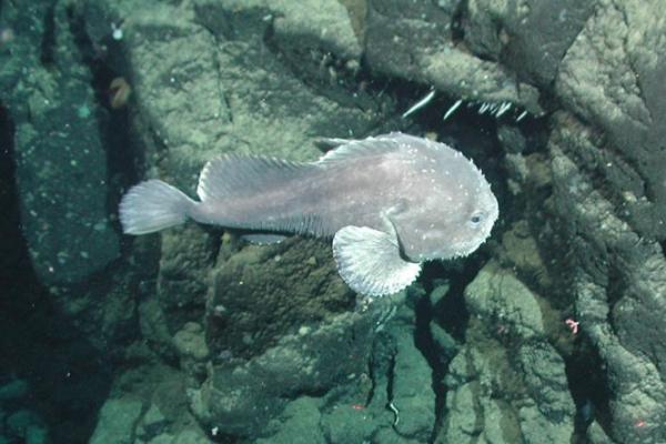 Le Blobfish