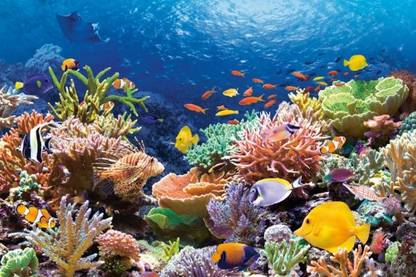 Blanchissement : Pourquoi les coraux perdent-ils leurs couleurs ?