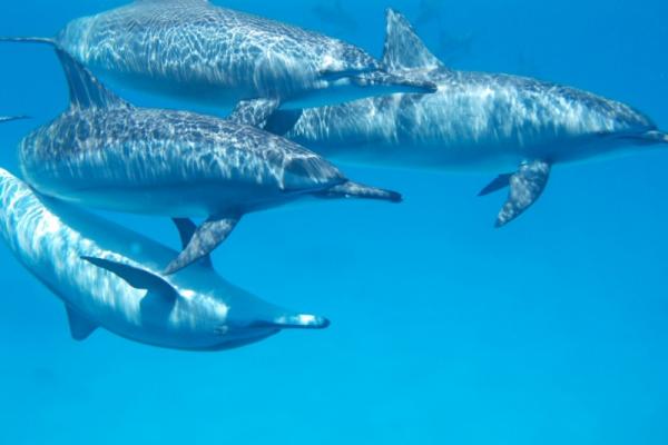 Côtes américaines : Hécatombe de dauphins et de phoques