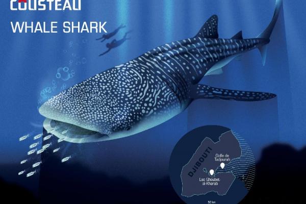 Responsible ecotourisme guideline : Whale sharks 