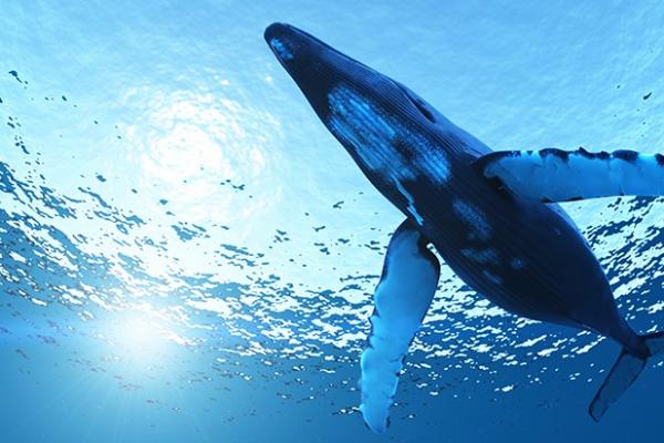 Pétition Cousteau pour les baleines