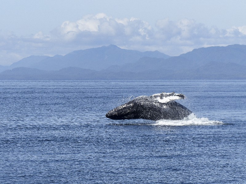 Baleine à bosse dans les eaux américaines © The Cousteau Society