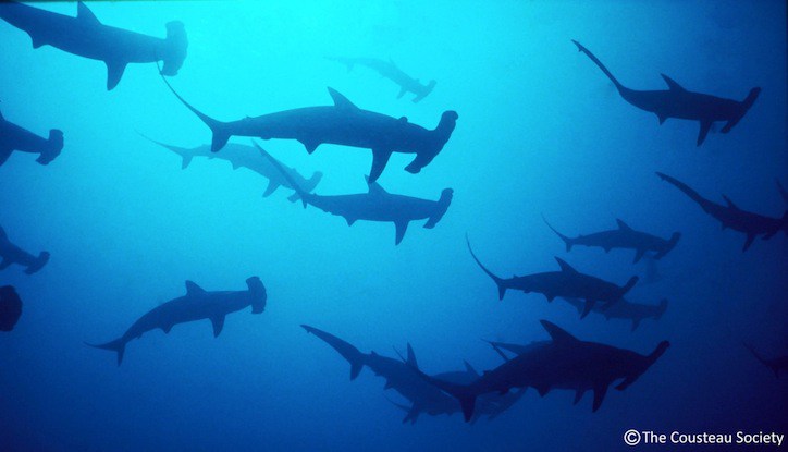 Protect Sharks and Rays of The Red Sea