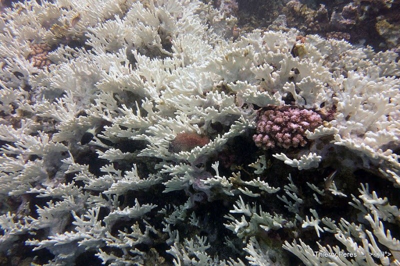 Blanchissement : Pourquoi les coraux perdent-ils leurs couleurs ?