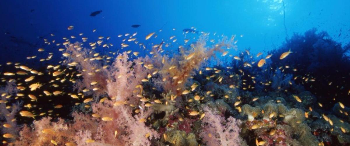 Analyse des récifs coralliens du patrimoine mondial, le rapport de l’UNESCO