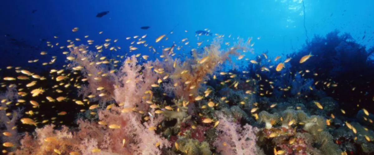 UNESCO release World Heritage Coral Reefs Assessment