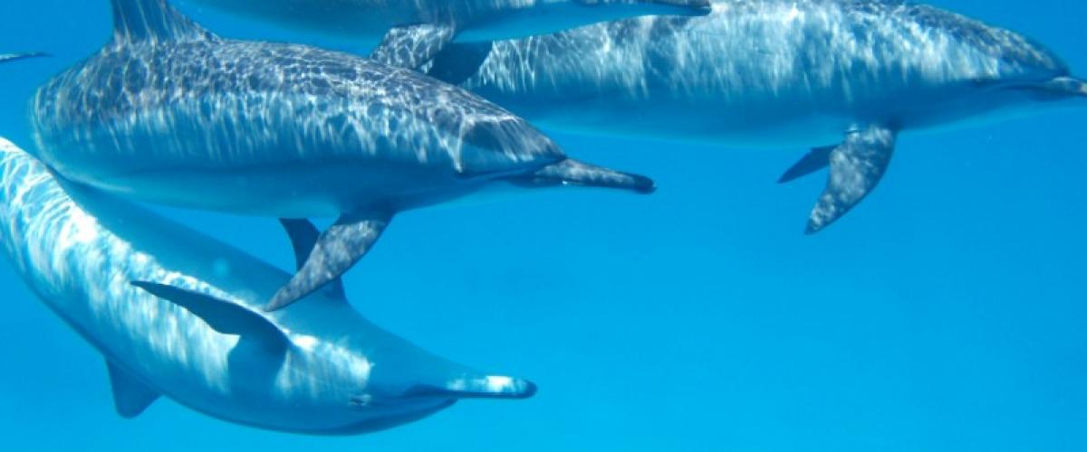 Côtes américaines : Hécatombe de dauphins et de phoques