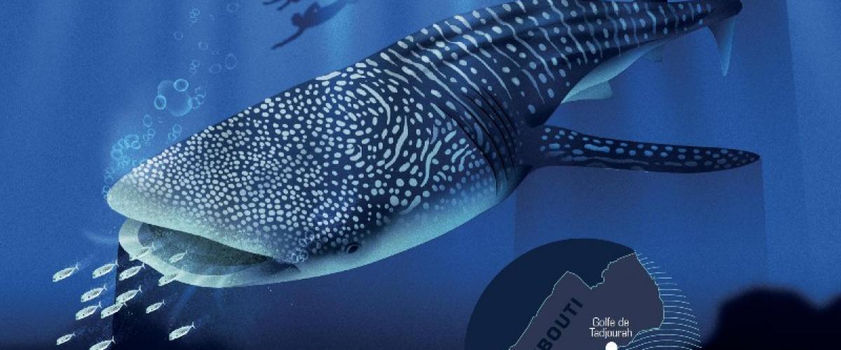 Responsible ecotourisme guideline : Whale sharks 