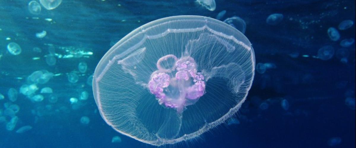 Les méduses étonnantes peuvent vieillir à l'envers