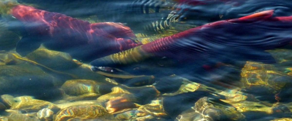 Chili: Plusieurs milliers de saumons traités avec des antibiotiques s'échappent