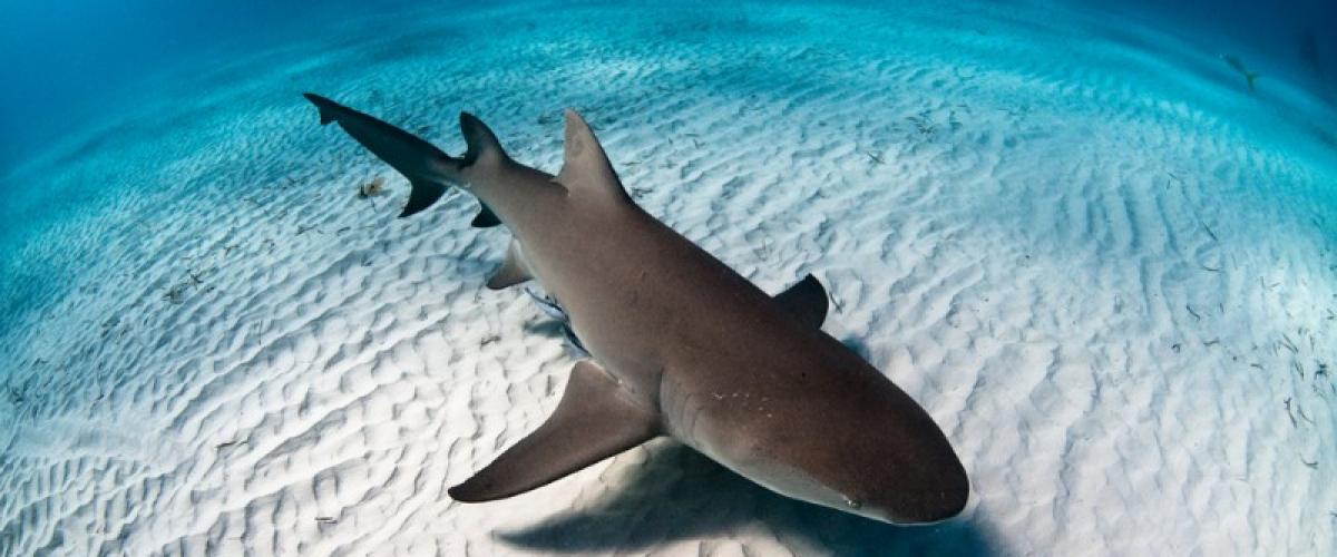 Les Requins Pondent Ils Des Oeufs Equipe Cousteau