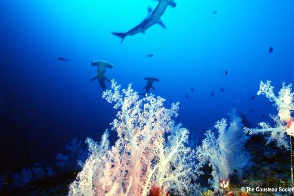 Protect Sharks and Rays of The Red Sea