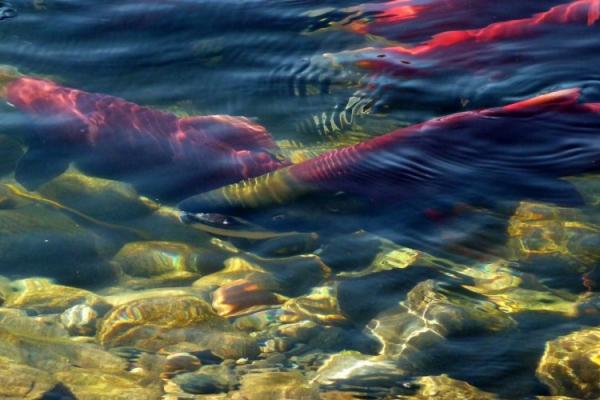 Chili: Plusieurs milliers de saumons traités avec des antibiotiques s'échappent