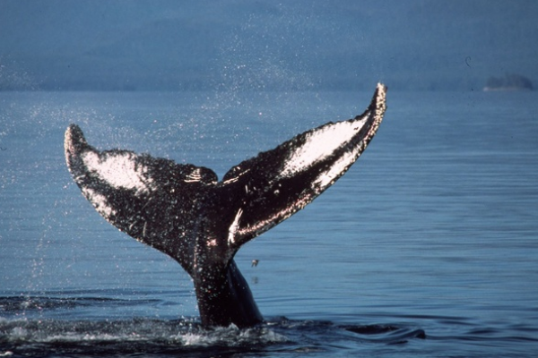 Quel symbole ! En pleine conférence sur l’avenir durable de notre Planète, le Japon annonce la reprise de sa chasse baleinière !